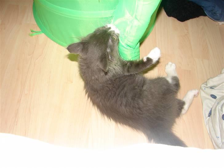 Blanding af racer Knud Død 08:( - knud leger med vasketøjskurven. 13 uger billede 11