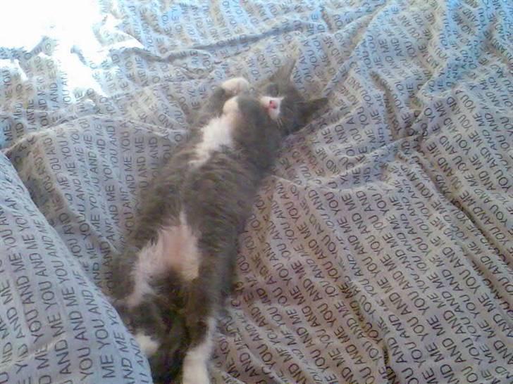 Blanding af racer Knud Død 08:( - Knud er gået kold:P 13 uger billede 12