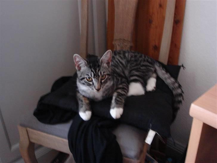 Maine Coon Buddha - Her er jeg så 21 uger gammel. jeg er så pæn. og er også 21 uger på de sidste billeder. smiler billede 11