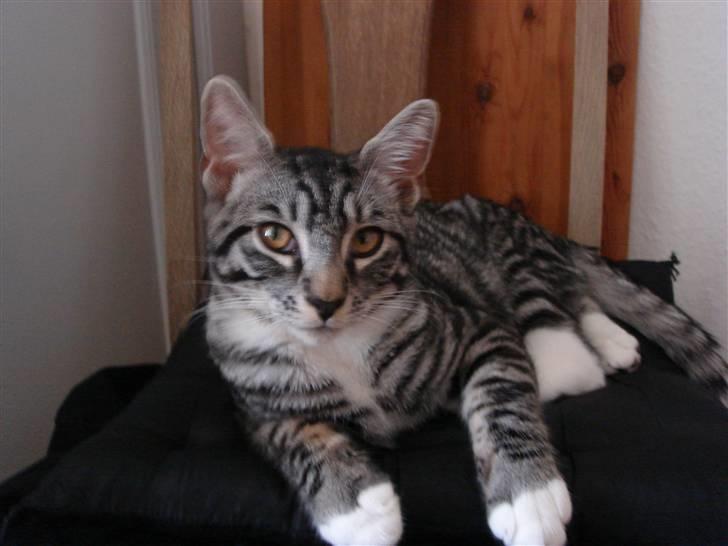 Maine Coon Buddha - 21 uger.  billede 12