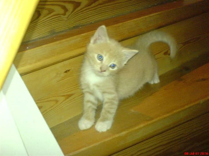 Blanding af racer Pjump billede 12