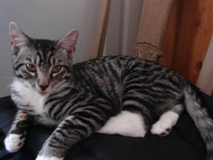 Maine Coon Buddha - her også billede 13