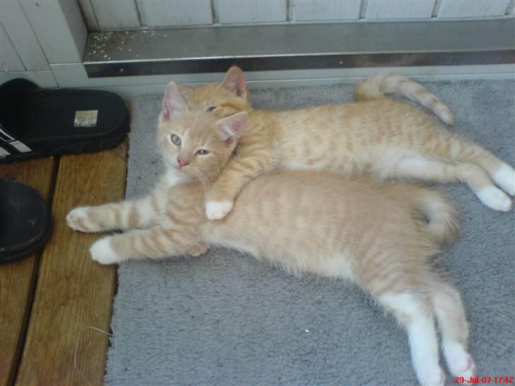 Blanding af racer Pjump - her ligger min søster og holder om mig :o) billede 13