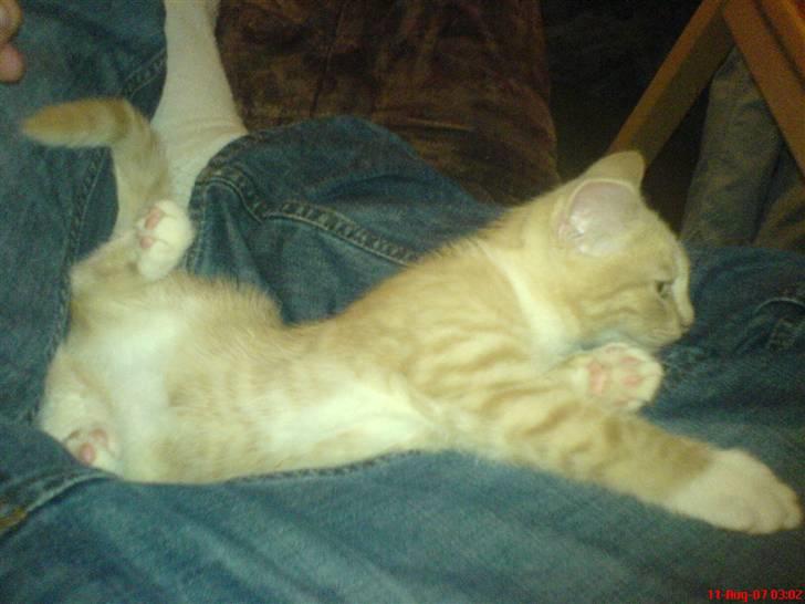 Blanding af racer Pjump billede 14