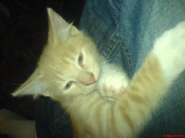 Blanding af racer Pjump - ligger lige og sutter lidt på store kloen billede 15