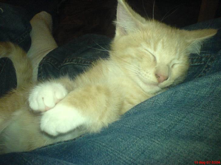 Blanding af racer Pjump billede 16