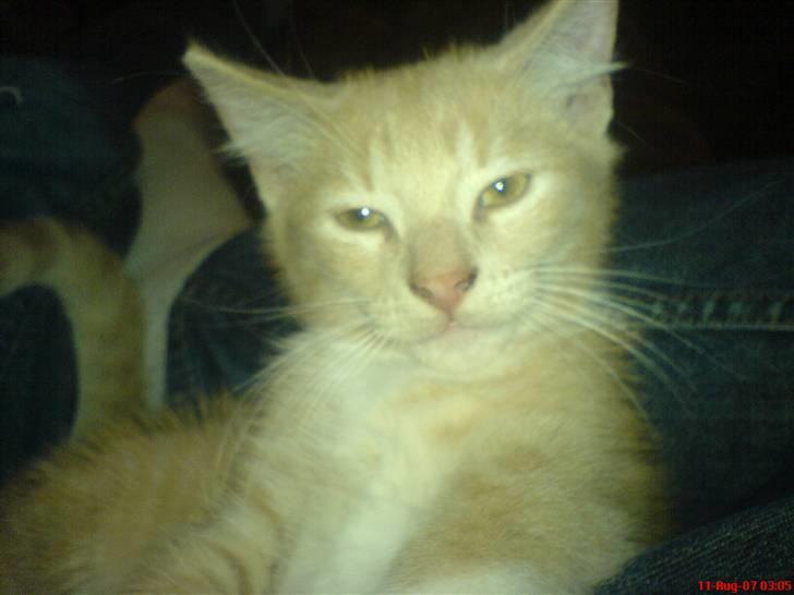 Blanding af racer Pjump billede 17