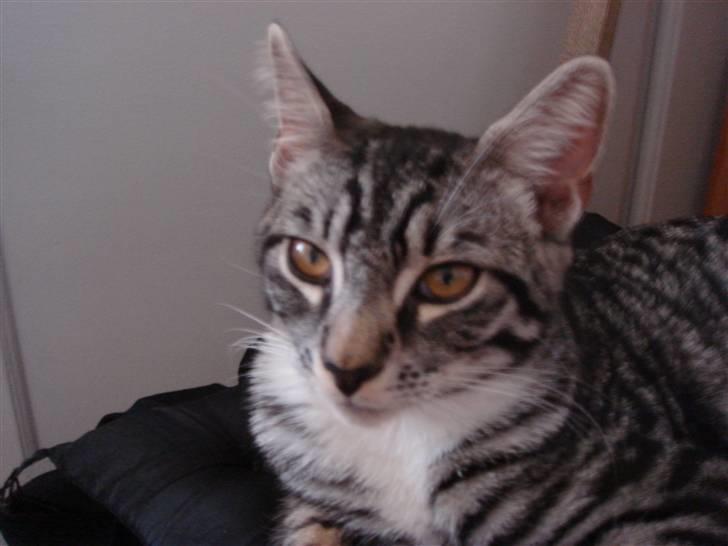 Maine Coon Buddha - har jeg ikke nogle pæne øjne? smiler billede 14