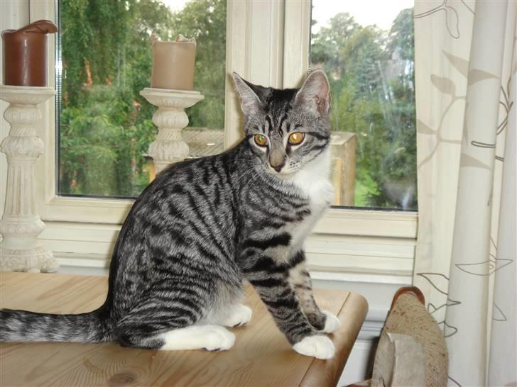 Maine Coon Buddha - har jeg ikke en pæn krop? billede 15