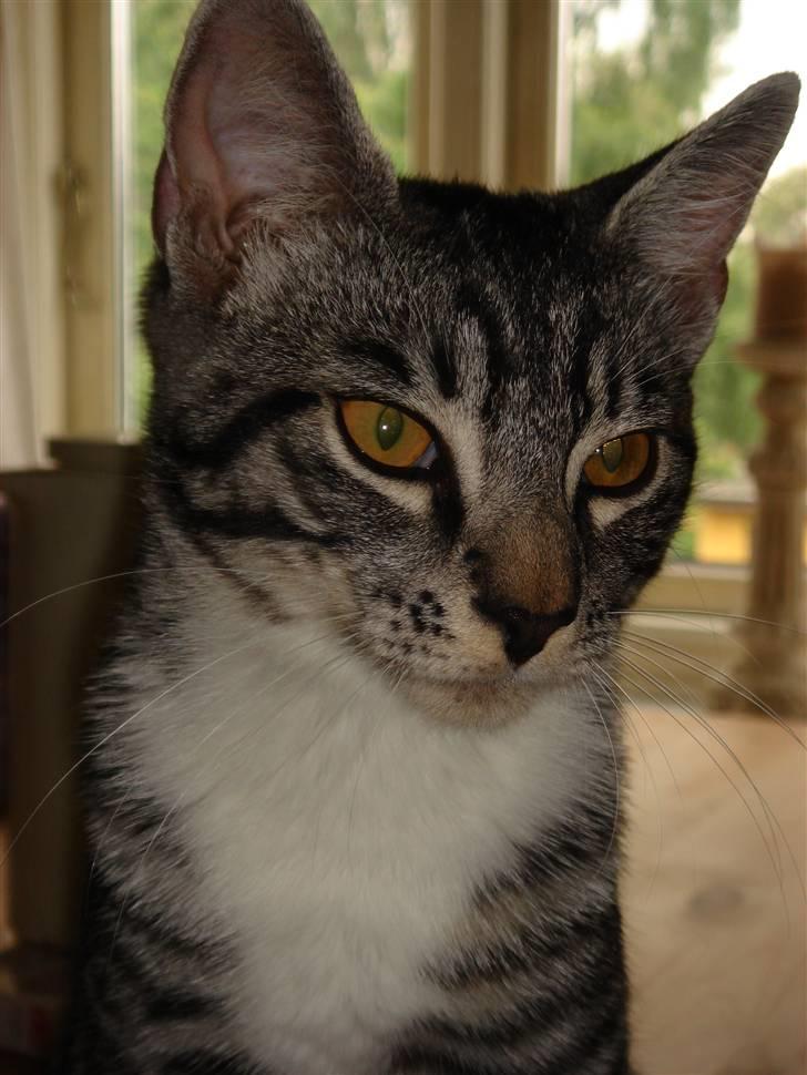 Maine Coon Buddha - Her kan i lige se hvordan jeg ser ud i ansigt. søde piger. hehe billede 16