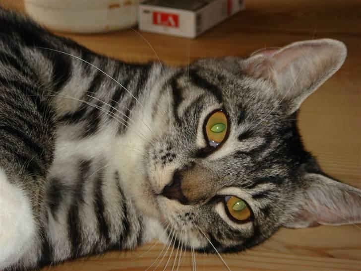 Maine Coon Buddha - Se hvor forkælet jeg er. sødt hva? billede 17