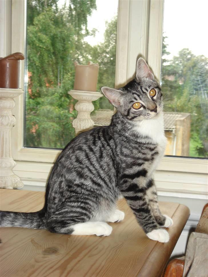 Maine Coon Buddha - Jeg ser bare pæn ud hva? ;) Jeg kan godt være en lille model hva? billede 18