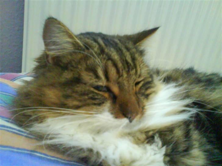 Blanding af racer King - Min dejlige King... billede 1