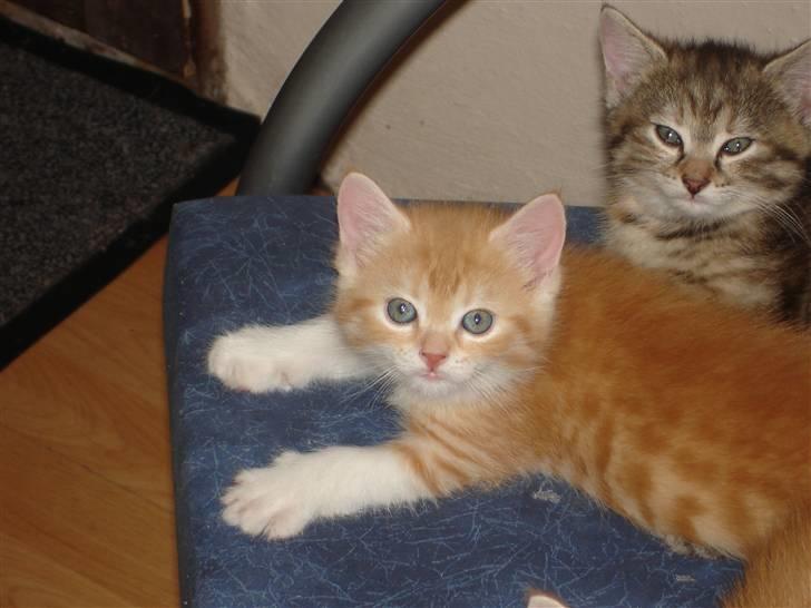 Blanding af racer Stitch billede 11