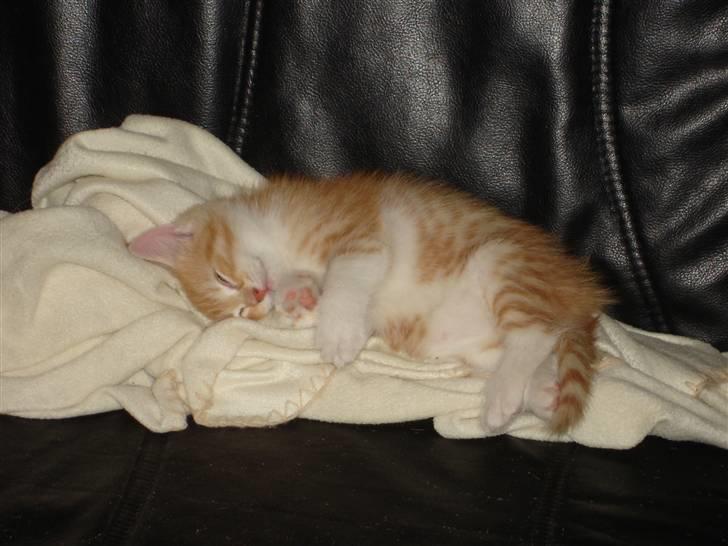 Blanding af racer Stitch billede 12