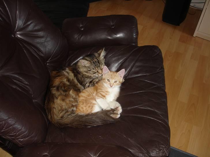 Blanding af racer Stitch - Stitch hygger med mor billede 13