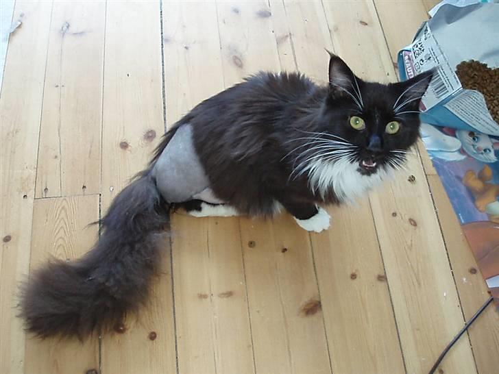 Maine Coon DK Azizam´s Vitani billede 12