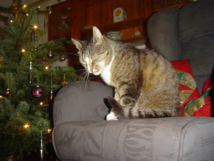 Huskat stampe - som i ser .. jeg nyder det billede 3