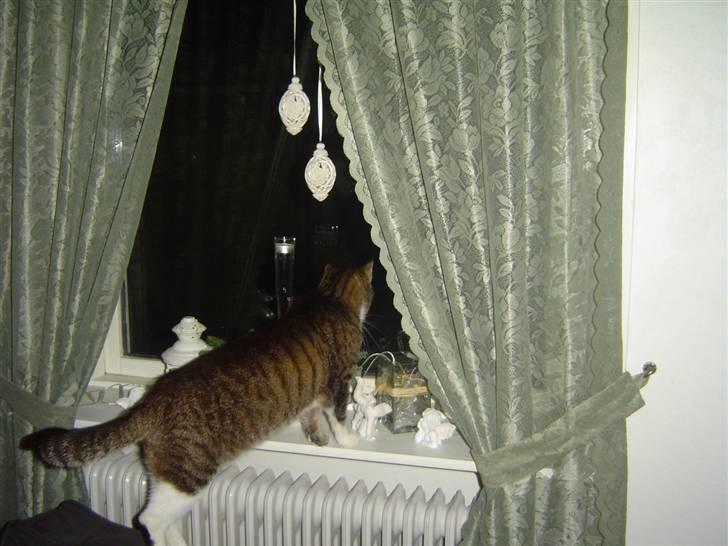 Huskat stampe - tror vi få besøg.. miaau billede 4