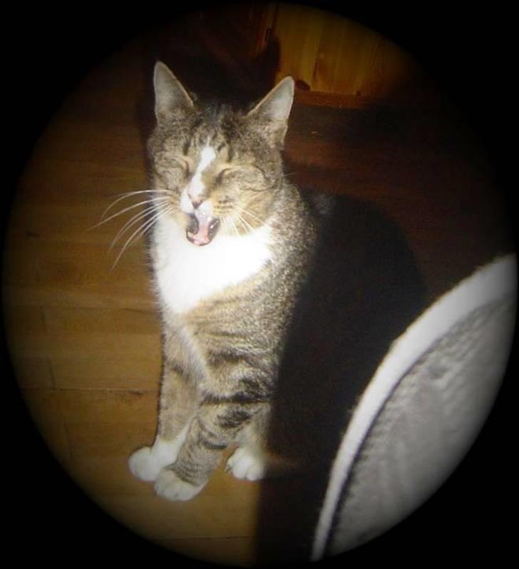 Huskat stampe - tjae.. billede 5