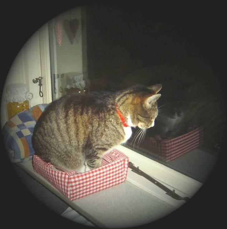 Huskat stampe - det var det jeg ville sige .. seafood.. "tror" denne kurv er hans..det er nå osse plads til mig billede 6