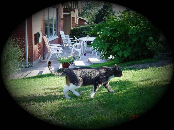 Huskat stampe - skal bare ud en lille tur .. FOR MIG SELV!! billede 7