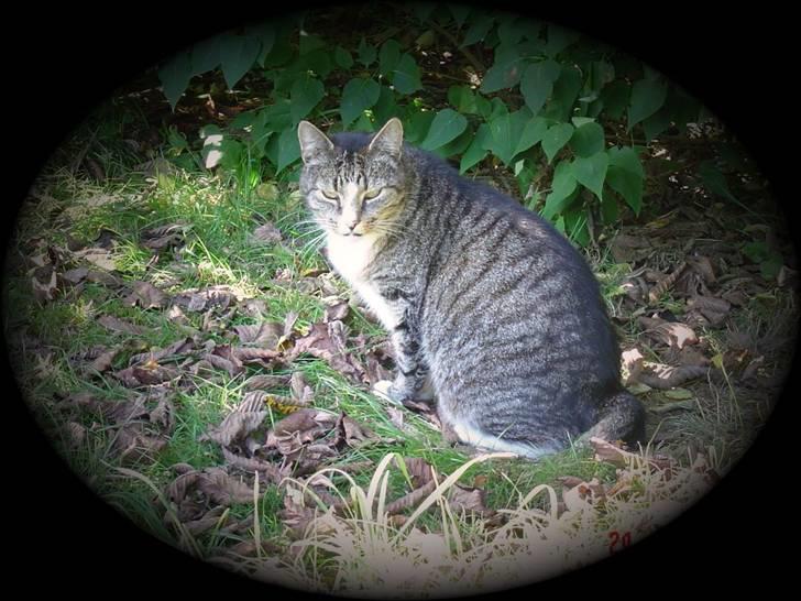 Huskat stampe - jeg sagde for mig selv.. ik billede 8