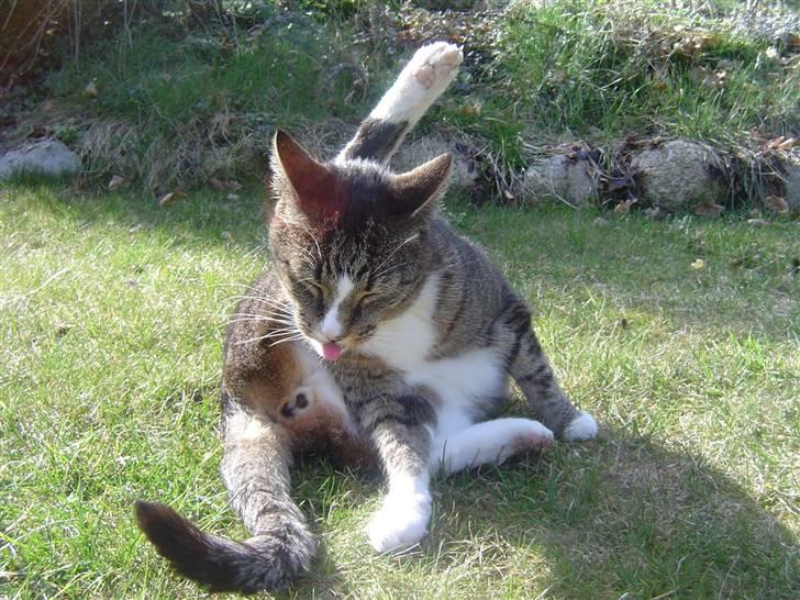 Huskat stampe - får ikke gøre mit morgentoilet ifred en gang.. HELT ÆRLIG!! billede 9