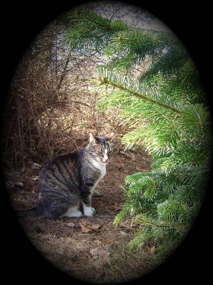 Huskat stampe - nå.. i er der endnu.. billede 10