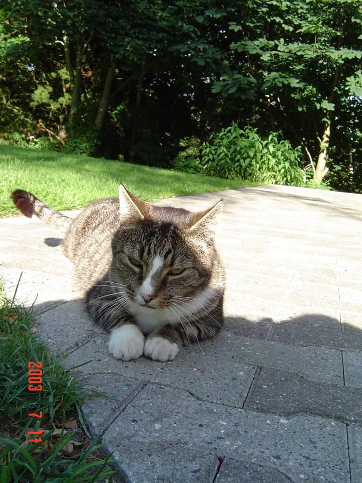 Huskat stampe - BARE et lille tip: i skyggen på fliserne er det svalt:O)) billede 11