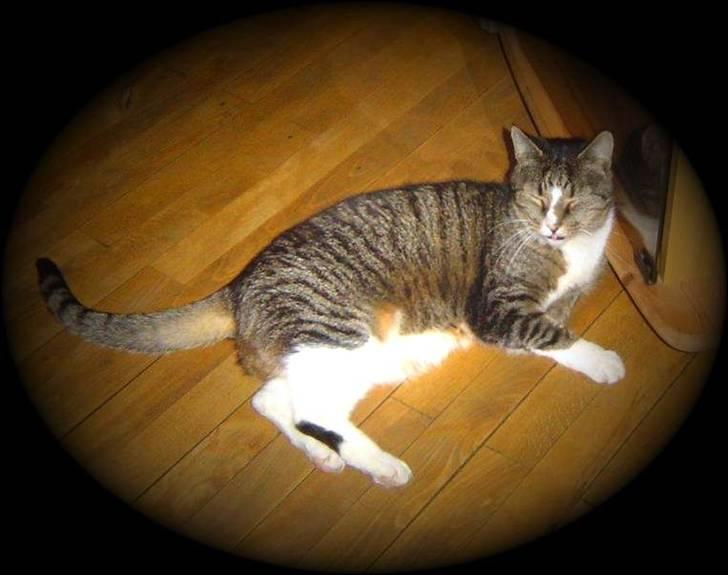 Huskat stampe - YES!! det er mig den gamle dreng billede 12