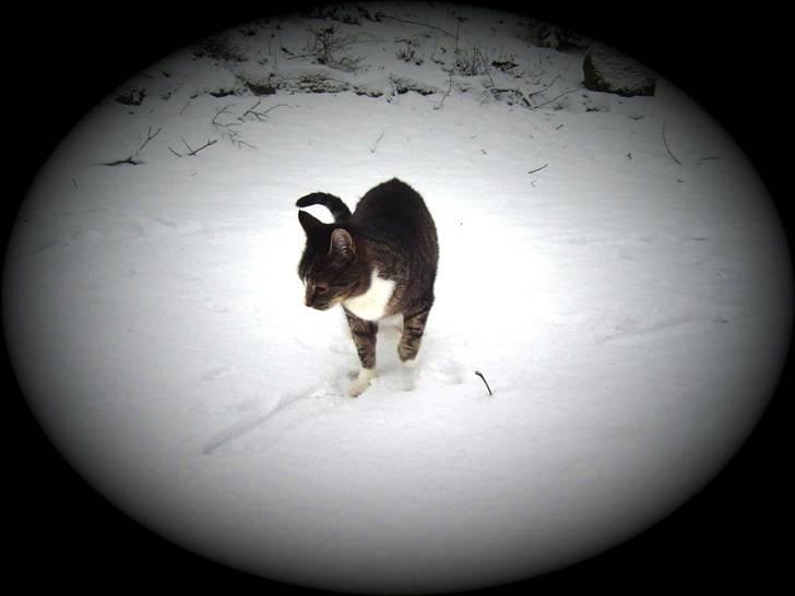 Huskat stampe - bare fordi jeg er 93-model.. kan jeg vel godt boltre mig i sneen.. ik billede 13