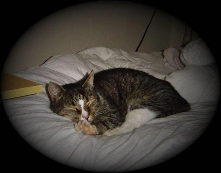 Huskat stampe - SÅ!! er det altså tiden for min yndlings lave .. hvile i stians seng billede 14