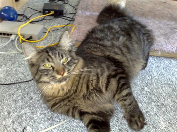 Blanding af racer Napolion billede 12