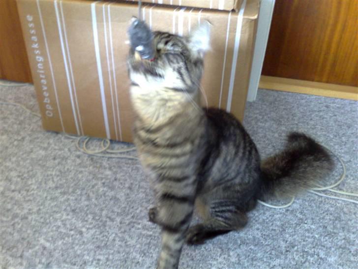 Blanding af racer Napolion billede 13