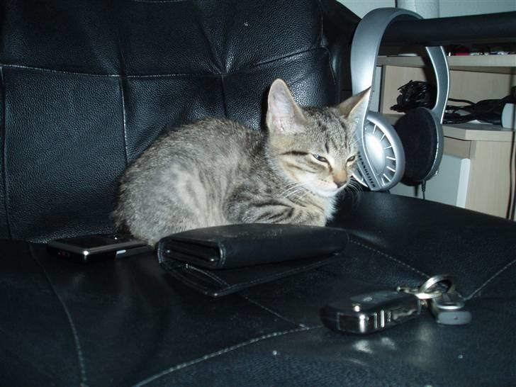 Huskat Neko (død) - Juni 2007 billede 1