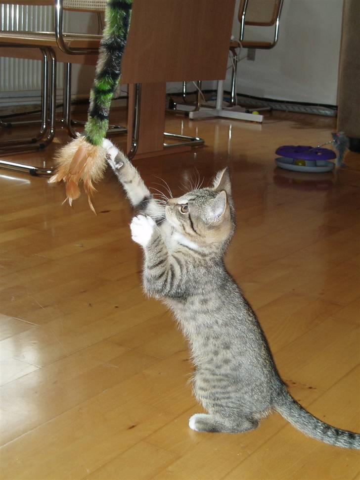 Huskat Neko (død) - Juni 2007 billede 2