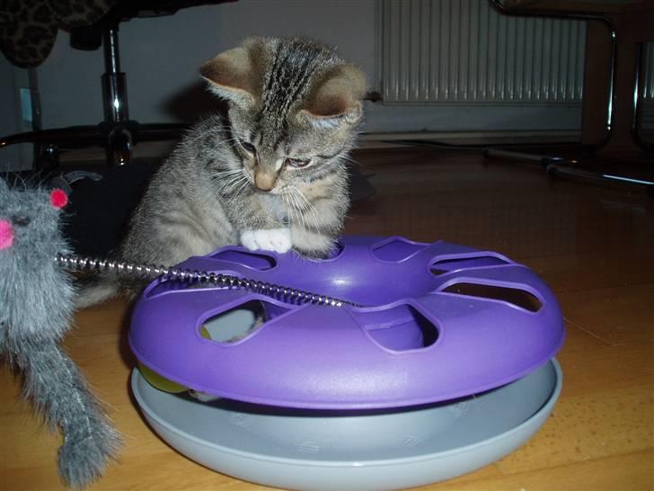 Huskat Neko (død) - Juni 2007 billede 3