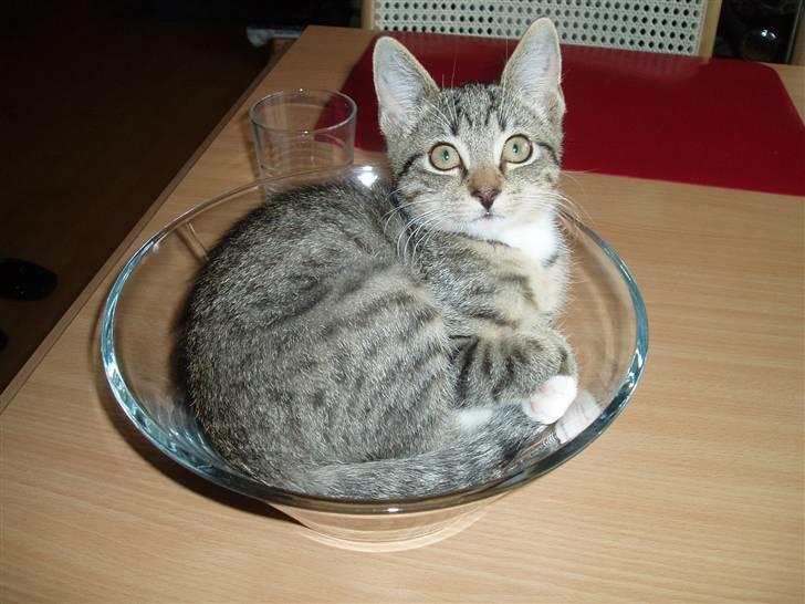 Huskat Neko (død) - Juni 2007 billede 4