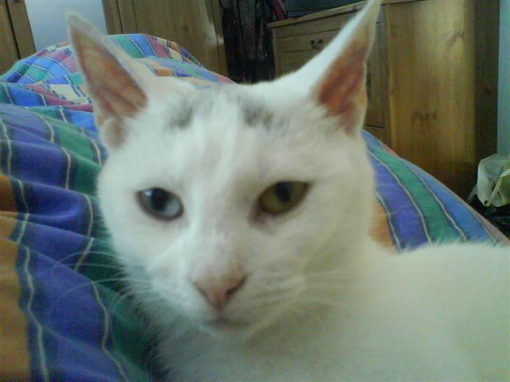 Huskat Maja (Død)  billede 1