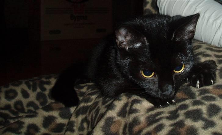 Huskat Yuki (død) billede 1