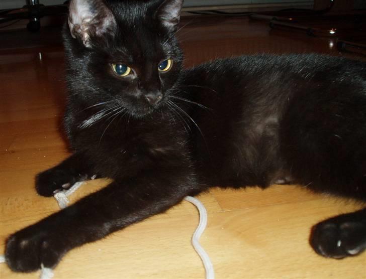 Huskat Yuki (død) billede 2