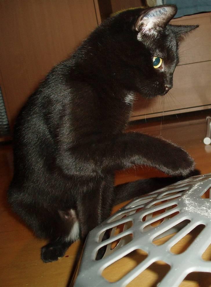 Huskat Yuki (død) billede 3