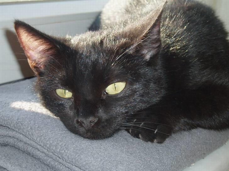 Huskat Yuki (død) billede 4