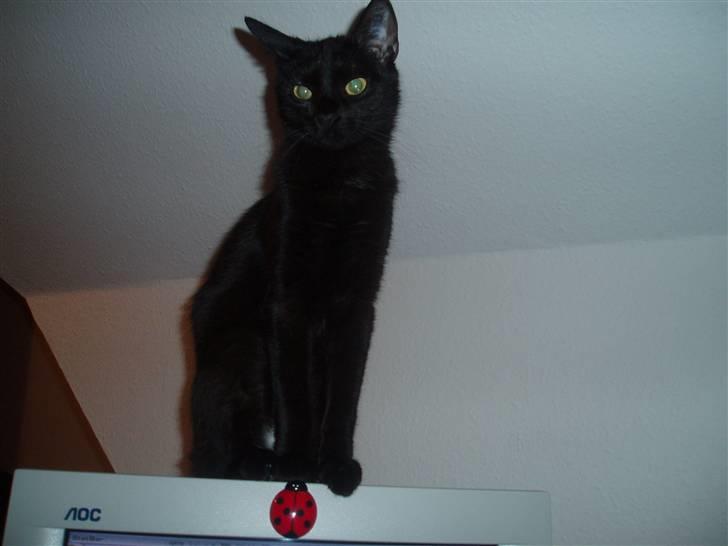 Huskat Yuki (død) billede 5