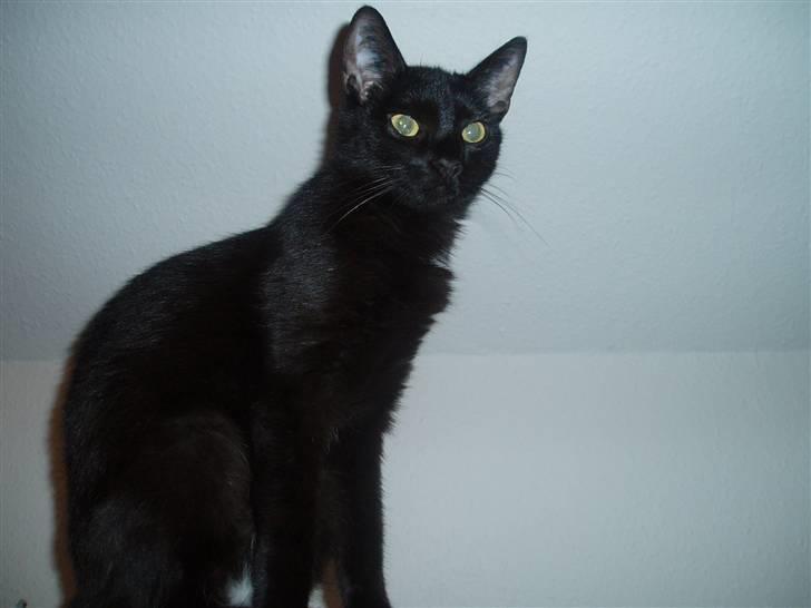 Huskat Yuki (død) billede 6