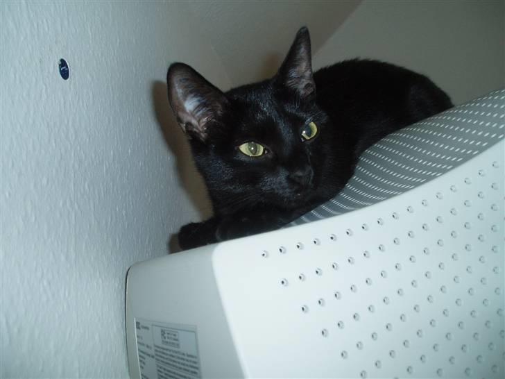 Huskat Yuki (død) billede 7