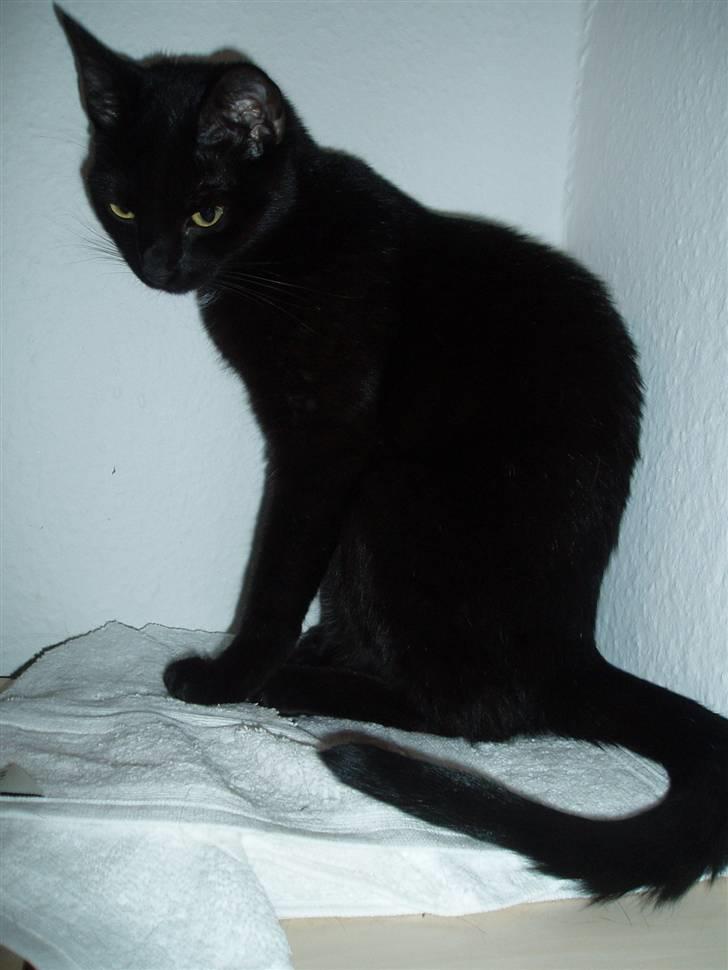 Huskat Yuki (død) billede 8