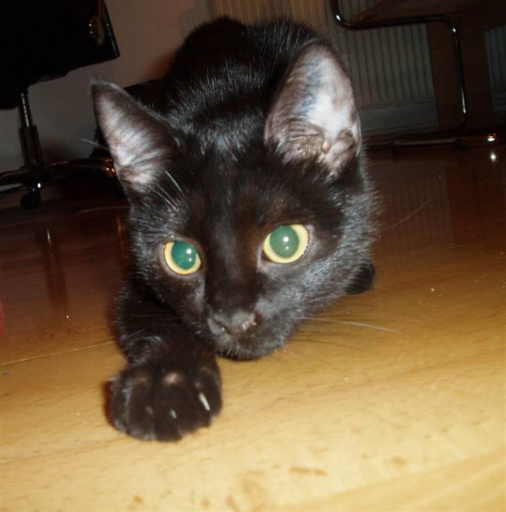 Huskat Yuki (død) billede 9