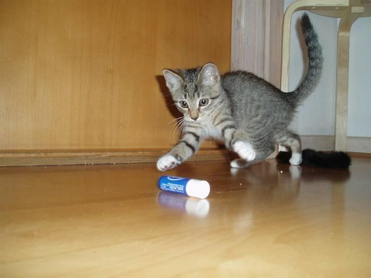 Huskat Neko (død) - Juni 2007 billede 5